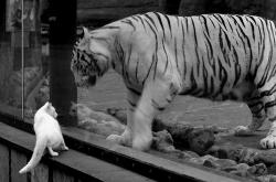 LOL赛事-当加纳的黑星陨落为幕布，久保建英如何用一场独角戏，刺穿尼日利亚的稻草人防线