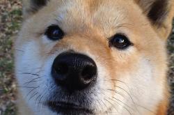 英雄联盟总决赛2025-利剑与坚盾，状态火热的伊萨克能否刺穿哥斯达黎加的防线？