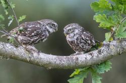 -体育狂想曲，辽宁速胜绿军，恩比德驾驭F1争冠战