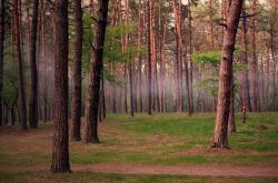 英雄联盟总决赛赛程-新王当立！马克西冠军级表现撕裂防线，掘金团队洪流彻底冲垮森林狼