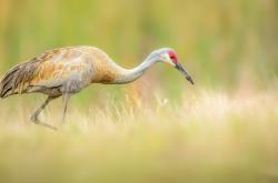 英雄联盟总决赛门票-孤月与铁幕，当英格拉姆的光芒刺穿尼克斯的钢铁森林