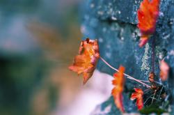 LOL赛事-大师级压制！格纳布里统治全场，雷恩击碎塞维利亚防线