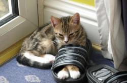 LOL赛事-桑巴魂断梅阿查，当欧冠的冰冷击溃艺术足球的最后余温