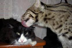 英雄联盟总决赛-爆！戈贝尔禁区内核爆，太阳决胜局外线制导带走公牛