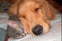 英雄联盟总决赛门票-当奥地利带走皇马，恩佐在街道赛里，写下一场关于控制的迁徙