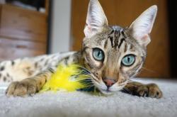 英雄联盟总决赛时间-当橙色烟花提前升起，坎特如何让摩纳哥的童话沦为丹麦的序章