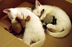 英雄联盟总决赛赛程-阿尔瓦雷斯灵光撕裂铁桶阵，巴萨窒息掌控碾过塞维利亚