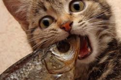 英雄联盟总决赛赛程-当德布劳内穿上沙漠之狐战袍，一场平行宇宙的传奇之夜