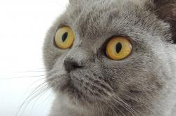 LOL赛事-跨域体育盛宴，凯尔特人碾压活塞，武切维奇主宰西甲国家德比