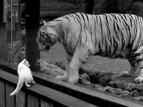 当加纳的黑星陨落为幕布，久保建英如何用一场独角戏，刺穿尼日利亚的稻草人防线