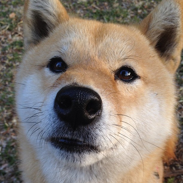 利剑与坚盾,状态火热的伊萨克能否刺穿哥斯达黎加的防线?