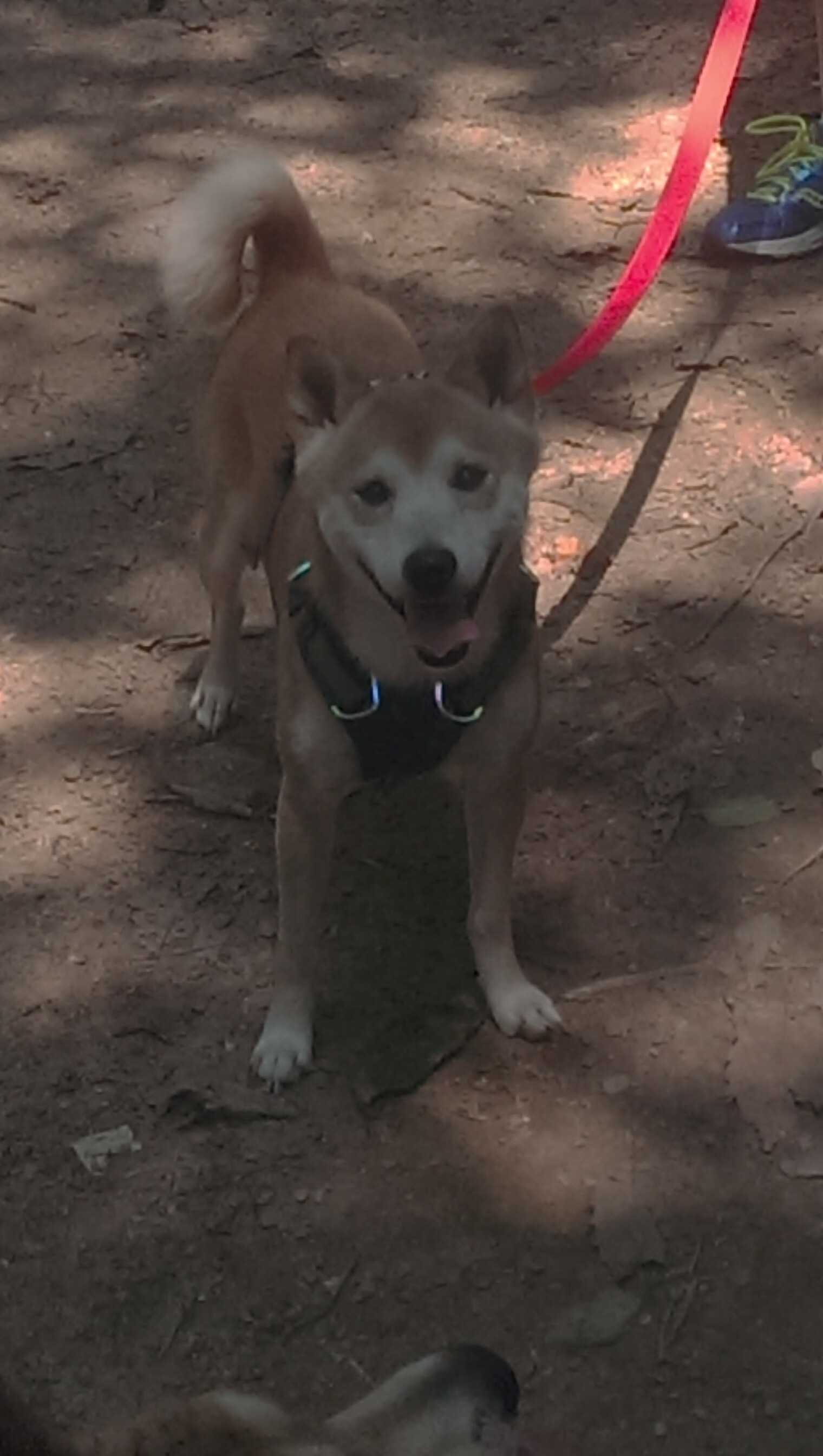 利剑与坚盾,状态火热的伊萨克能否刺穿哥斯达黎加的防线?