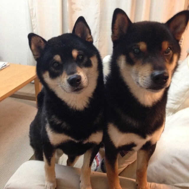 统治艺术,节奏与稳定如何塑造现代篮球的胜负密码