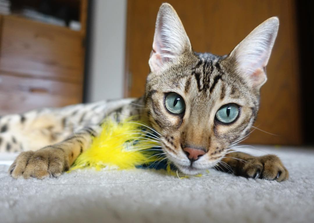 棋高一着,实至名归,保罗末节封神率掘金淘汰独行侠,当选全场最佳无争议