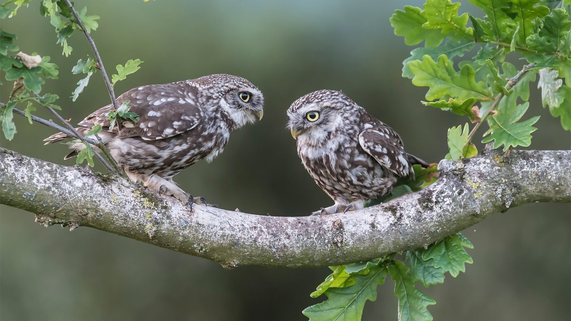 体育狂想曲,辽宁速胜绿军,恩比德驾驭F1争冠战