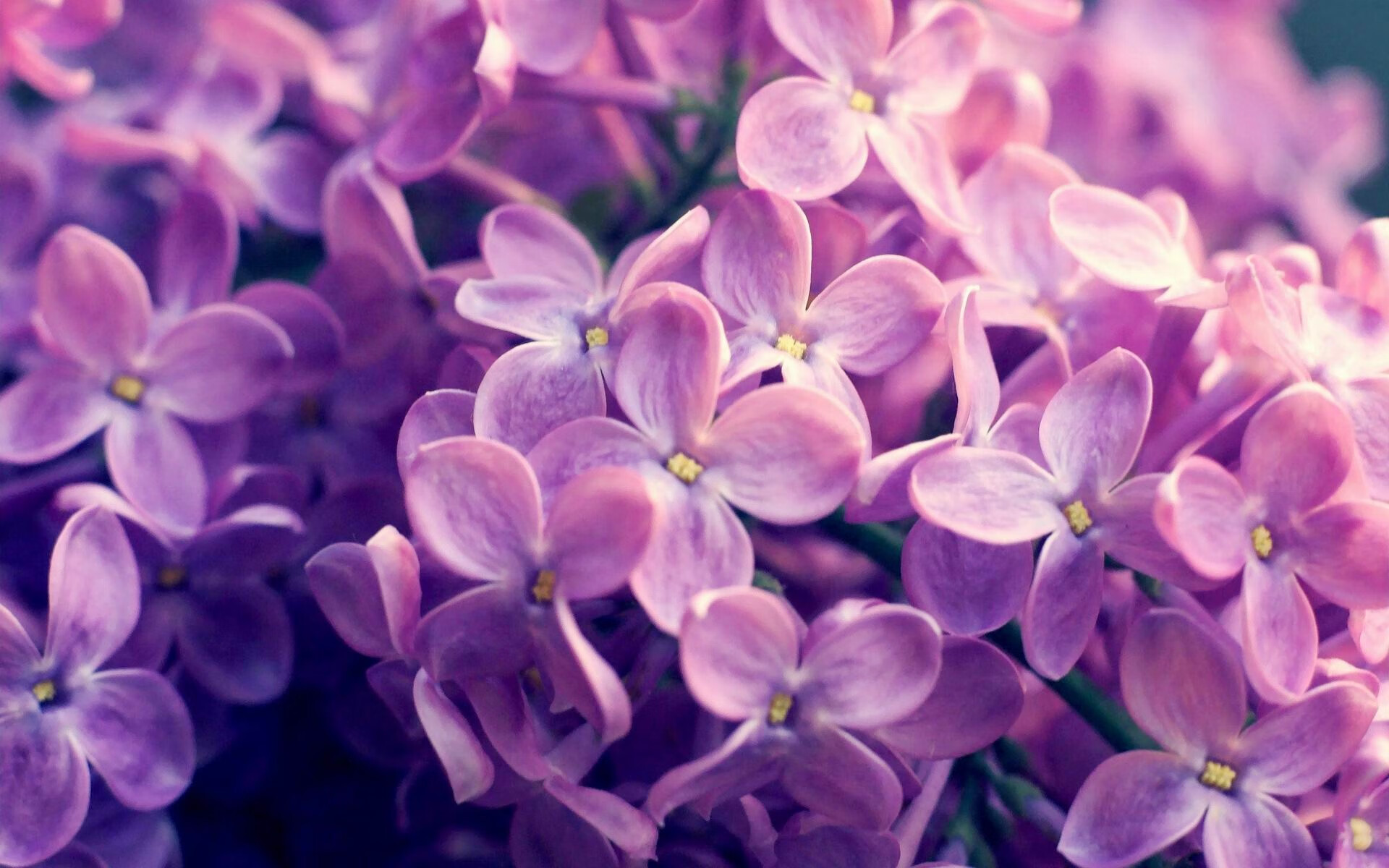 基耶萨一锤定音，丹麦全面压制加纳夺胜