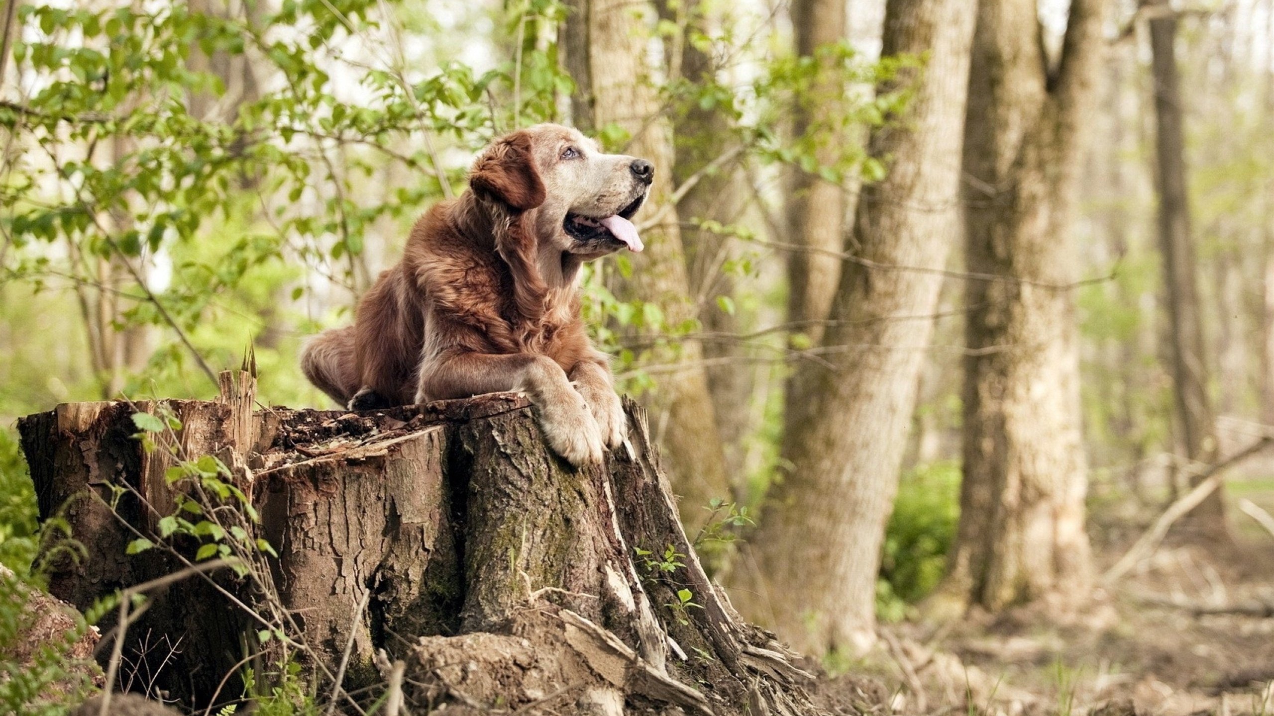 改写剧本，当新疆队掀翻勇士，米切尔在欧冠决赛接管比赛