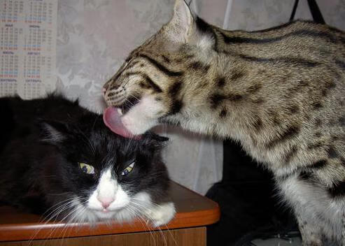 平行宇宙的体育日,当瑞典爆冷皇马,苏亚雷斯在NBA总决赛接管比赛