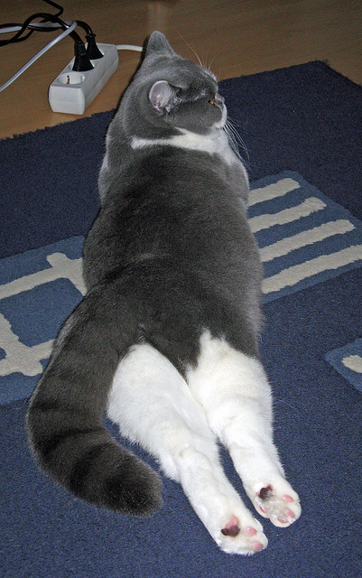 灰熊狩猎季，拉文驭风时刻成关键转折