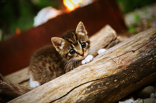 阿尔瓦雷斯无解破局,勒沃库森以巧破力击沉马赛