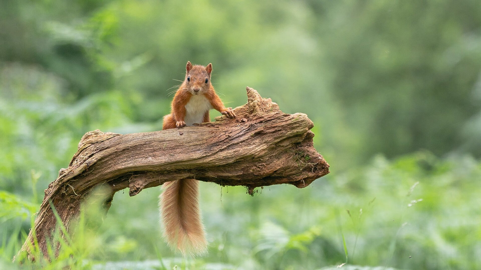 节奏为王，德罗赞的古典乐谱，如何指挥76人踏平篮网的现代狂潮？