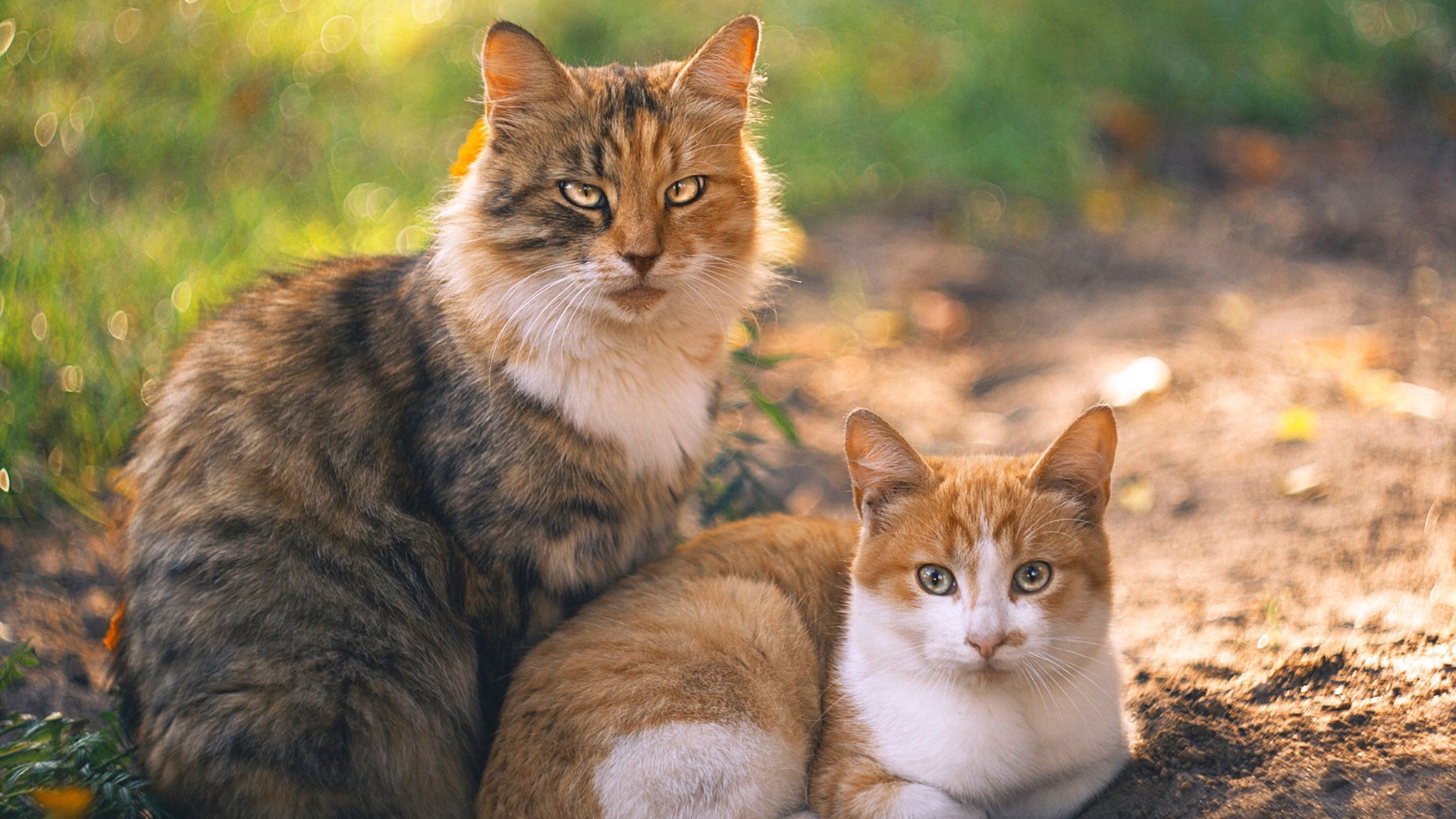 喀麦隆压哨击败加拿大,姆巴佩压力下完成爆发,足球世界里唯一的真相