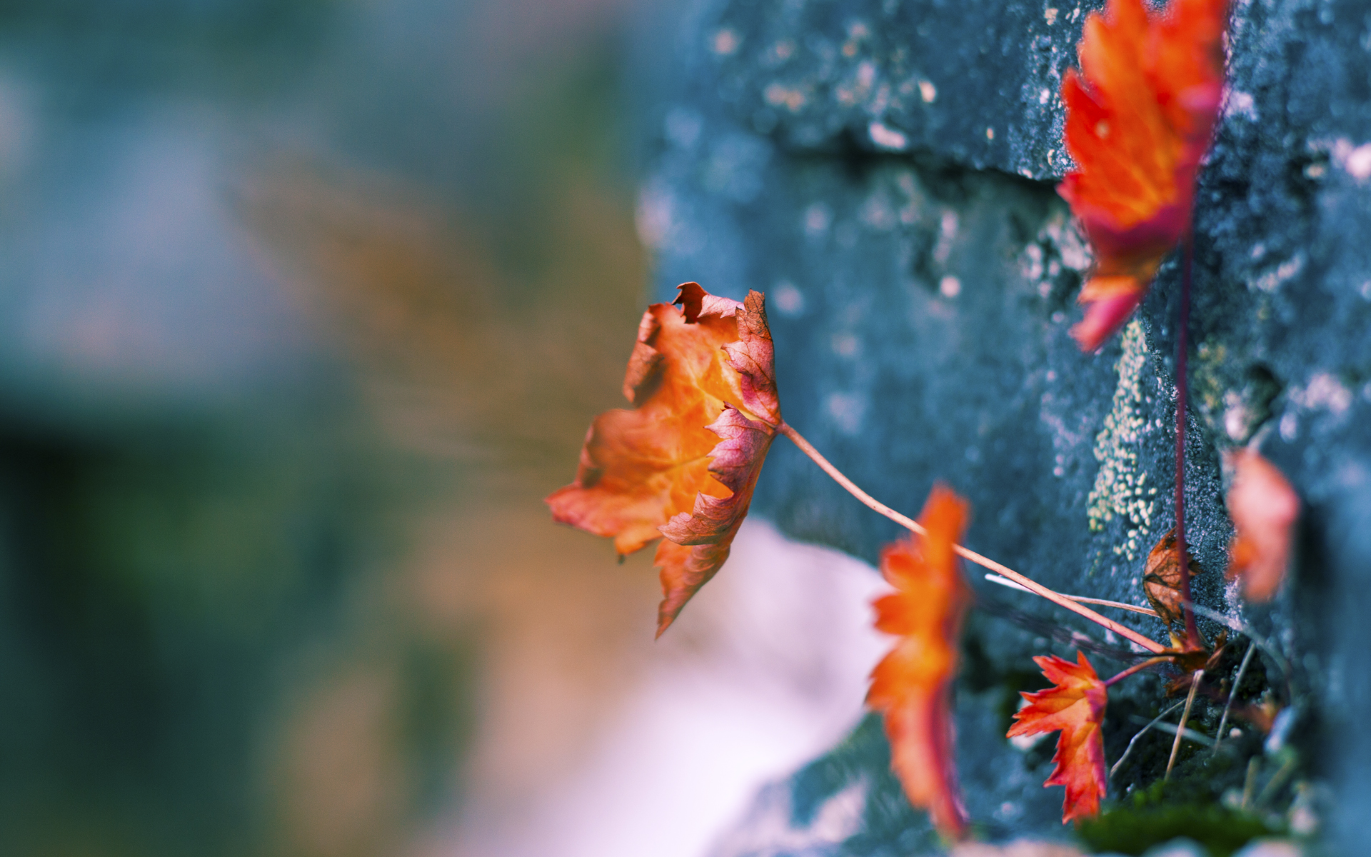 大师级压制！格纳布里统治全场，雷恩击碎塞维利亚防线