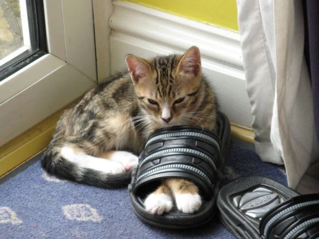 桑巴魂断梅阿查，当欧冠的冰冷击溃艺术足球的最后余温