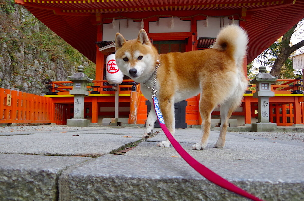 压力熔炉锻造真金，布克绝境爆发引爆五棵松