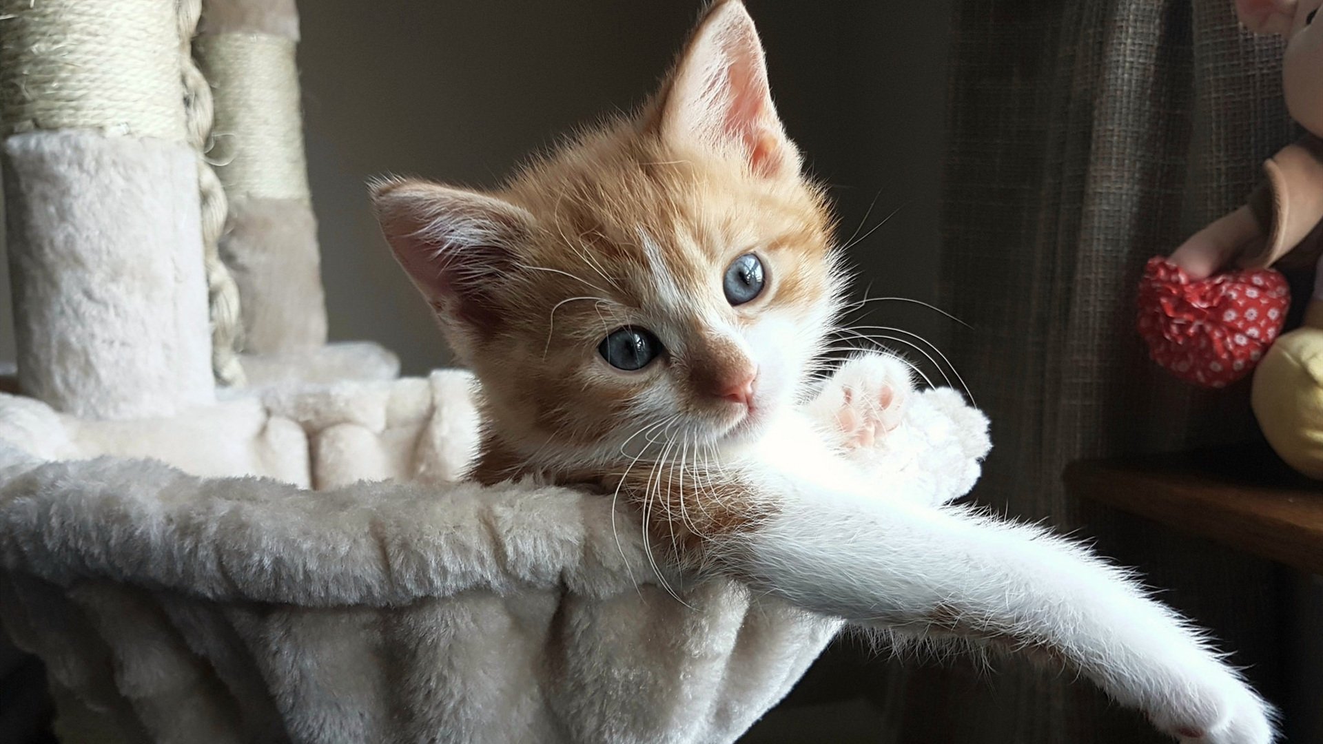 当马拉喀什的风吹过圣西罗，戈麦斯欧冠独舞，摩洛哥天才碾压红黑军团