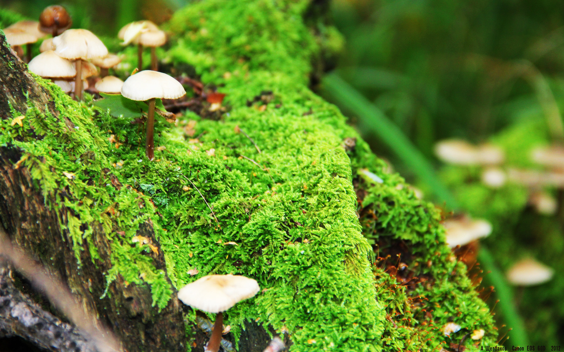 冰封与金球,独行侠铁腕终结森林狼,字母哥的双城记