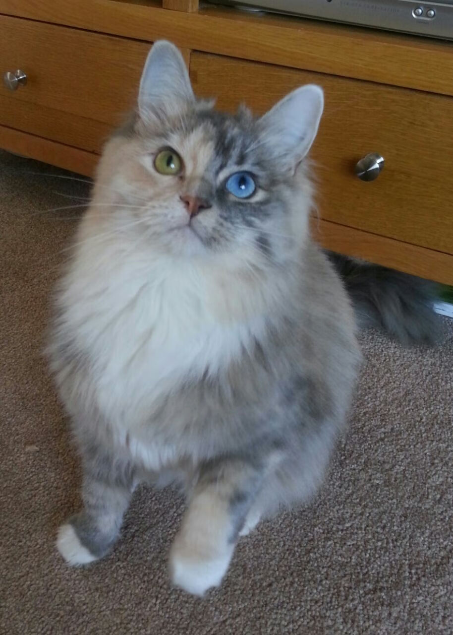 奥亚尔萨瓦尔，丹麦与摩洛哥对决的胜负手