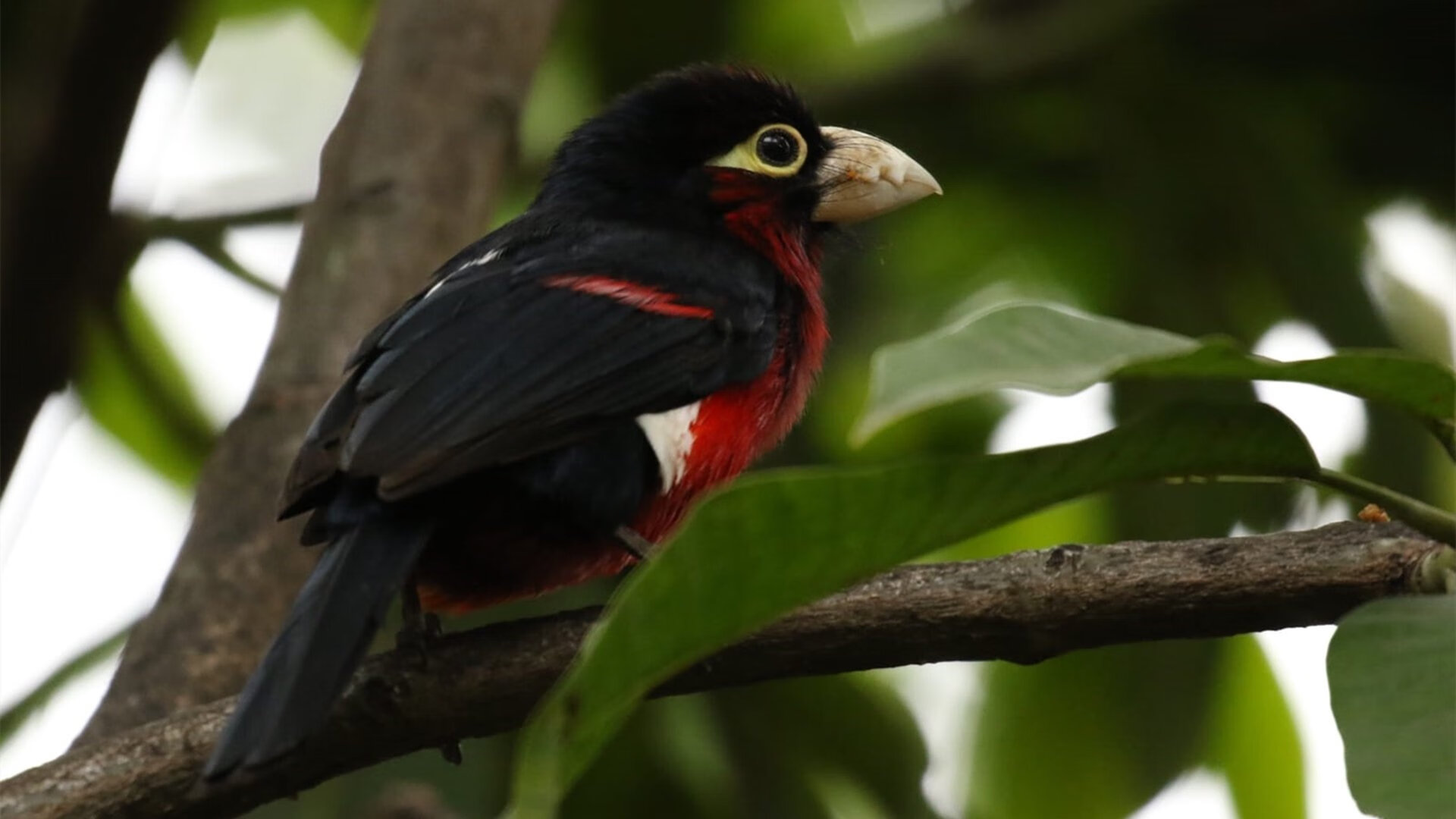 （三个扩展方向）