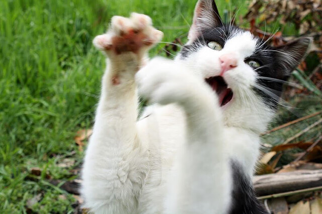 武切维奇关键发挥助篮网力克公牛,强势拿下胜利