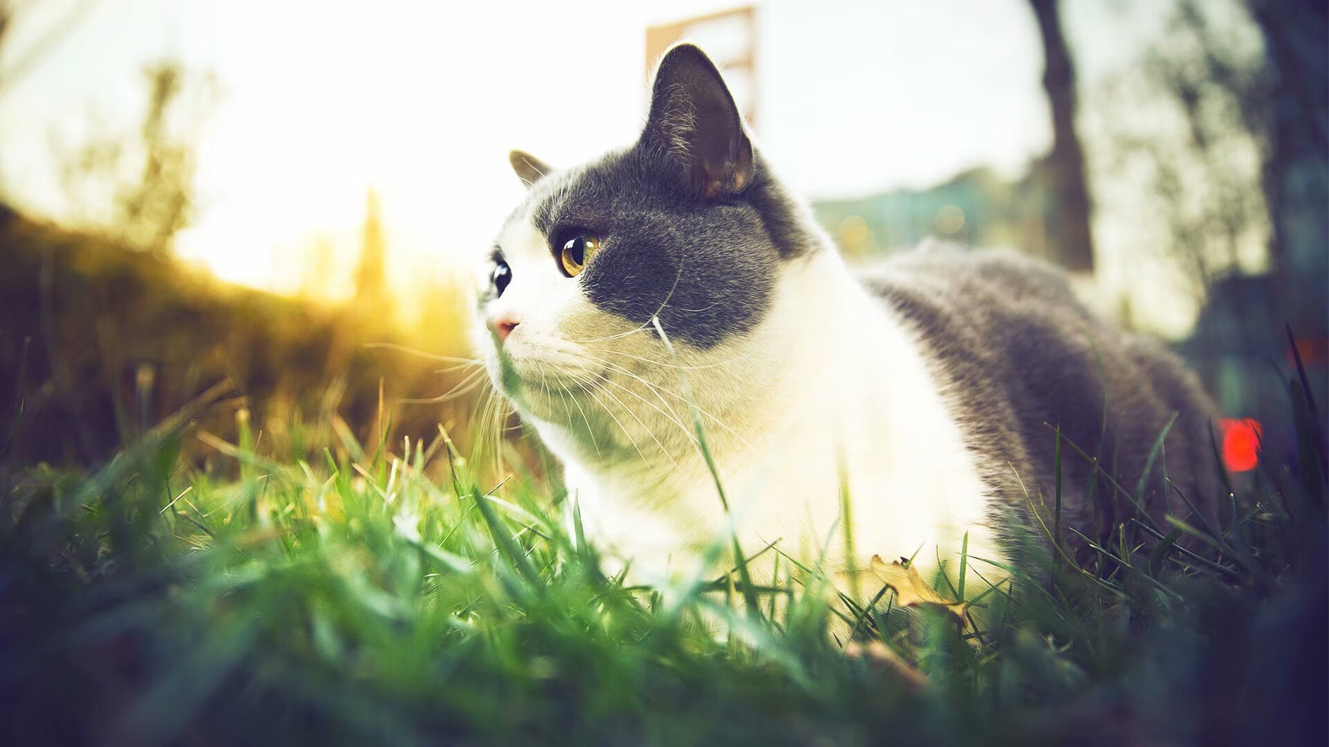 奇才对决活塞，布克价值凸显，带领球队取胜