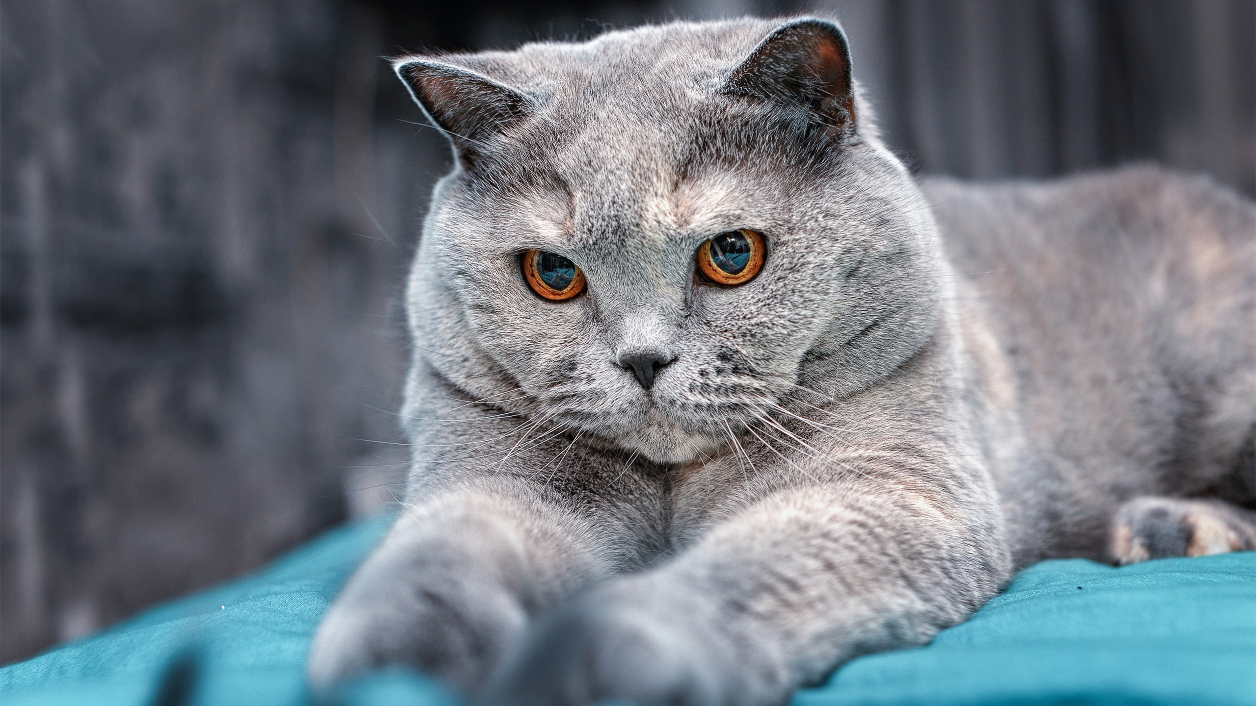 黄黑之墙与孤勇者，当多特蒙德遇见C罗，压力如何锻造传奇