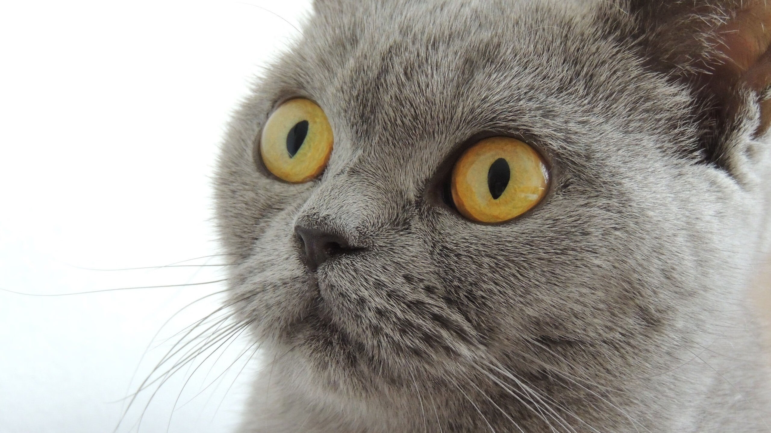 跨域体育盛宴,凯尔特人碾压活塞,武切维奇主宰西甲国家德比