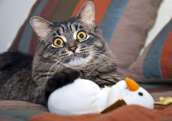 跨界风暴,当诺坎普的星光洒进斯台普斯,伦纳德如何用国家德比级表现加冕为王