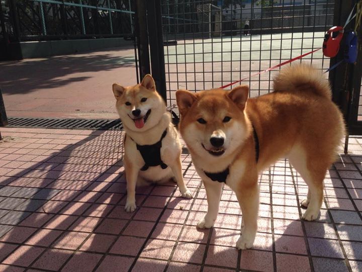 绿茵无声处听惊雷,当佩德里在虚拟战场爆发,英格兰于现实绝境求生