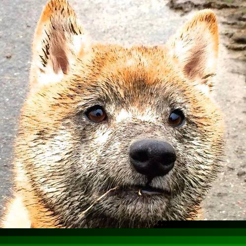 落日照不落？莫兰特刺破最后暮光